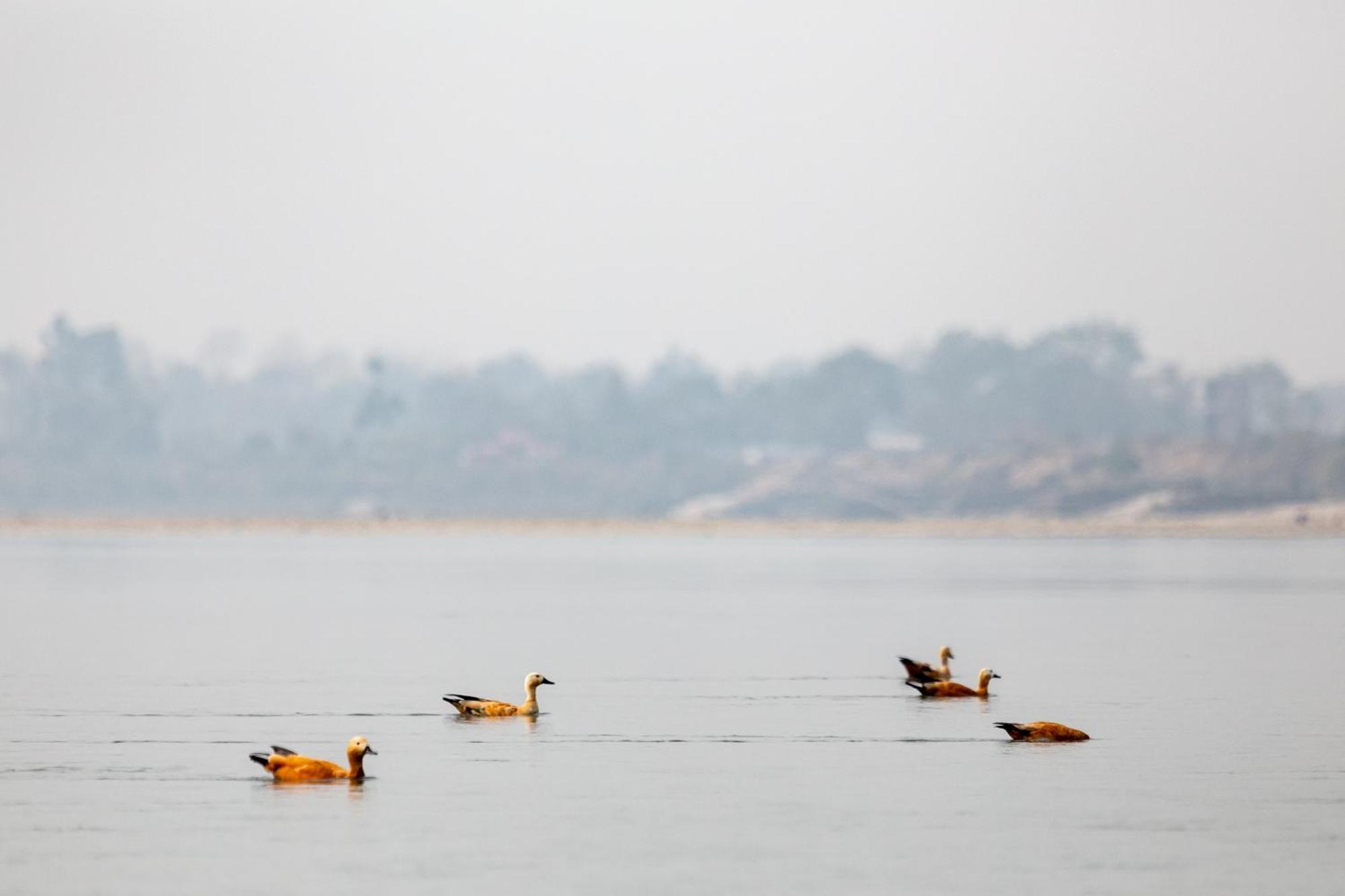Sanctuary Chitwan National Park Читван Екстериор снимка