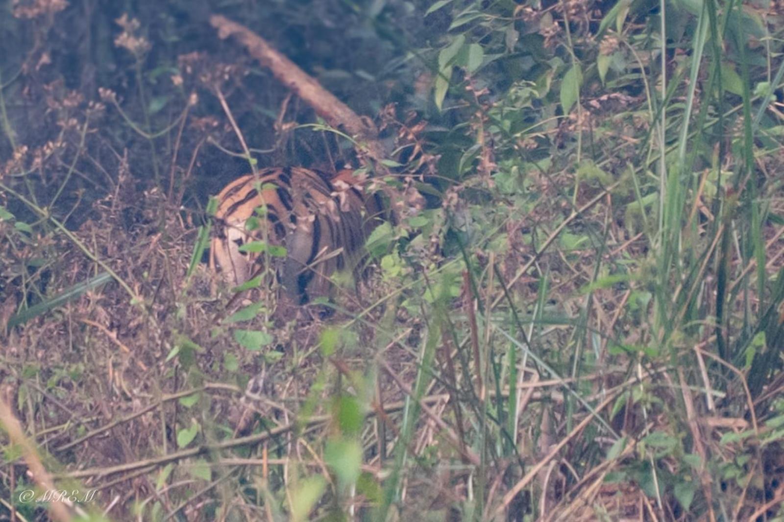 Sanctuary Chitwan National Park Читван Екстериор снимка