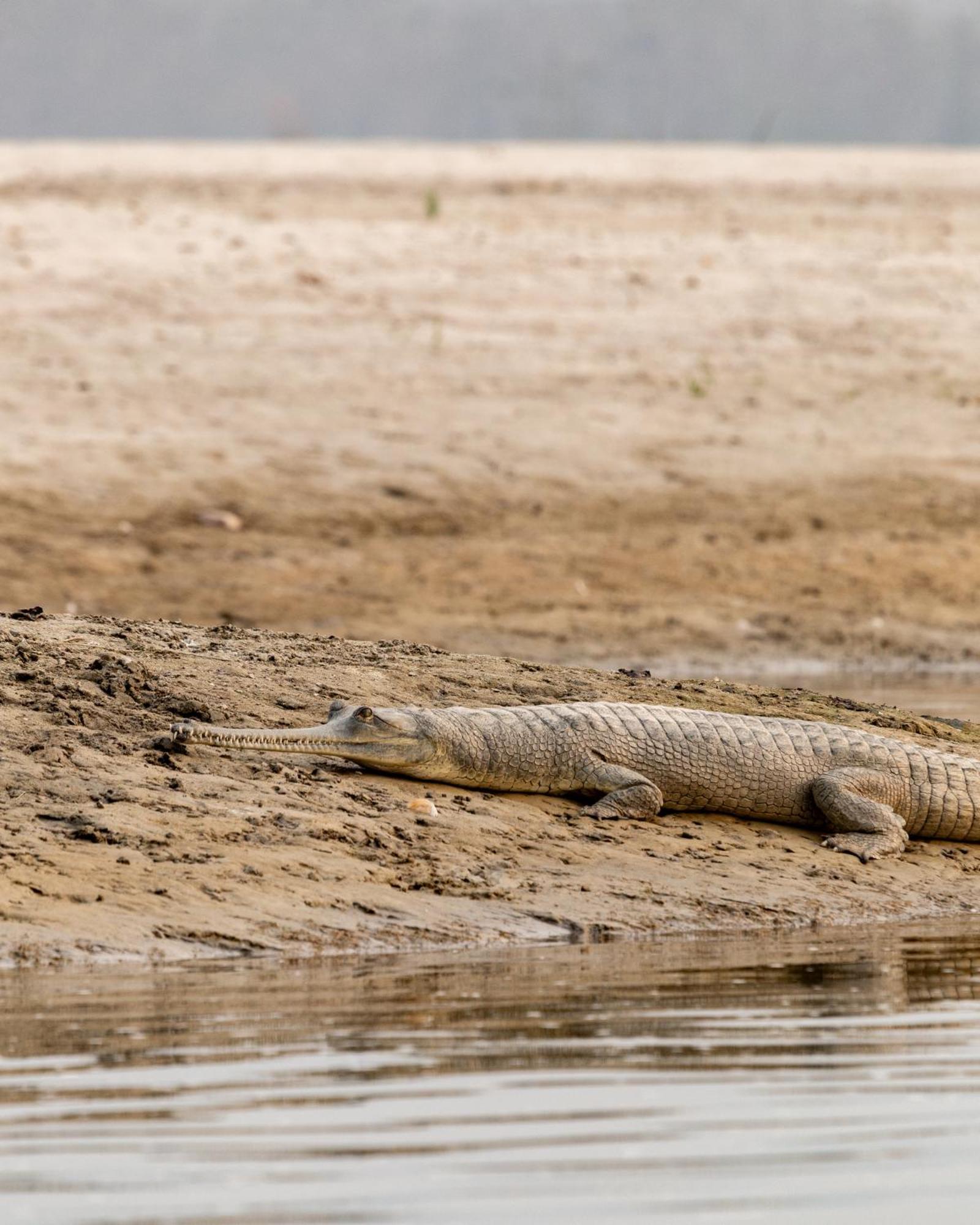 Sanctuary Chitwan National Park Читван Екстериор снимка
