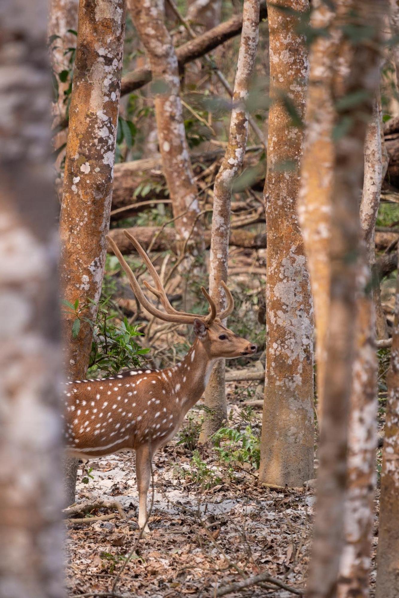 Sanctuary Chitwan National Park Читван Екстериор снимка