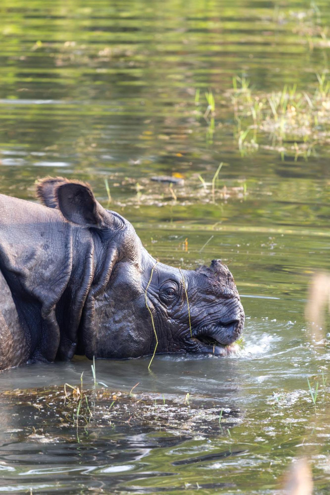 Sanctuary Chitwan National Park Читван Екстериор снимка