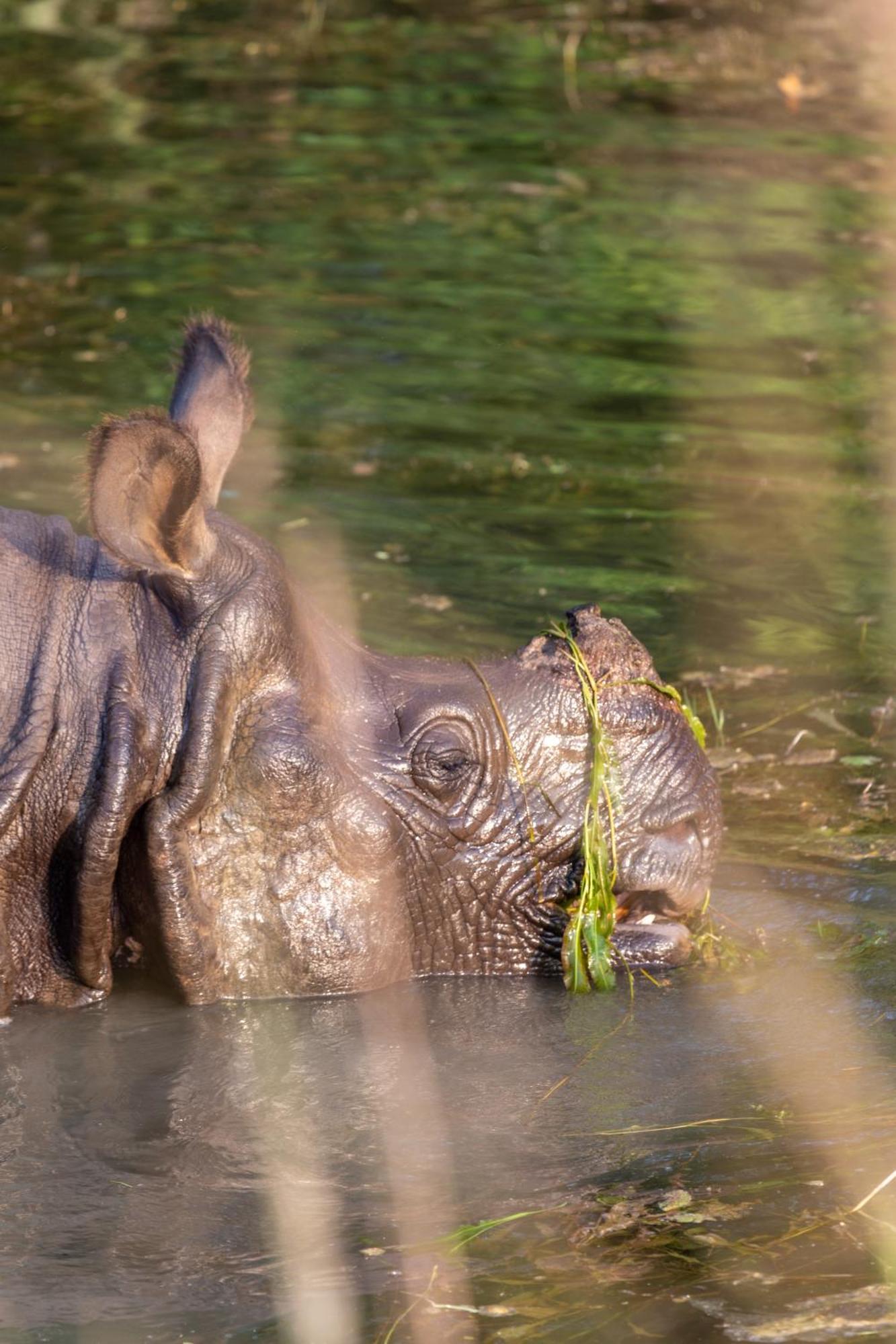 Sanctuary Chitwan National Park Читван Екстериор снимка