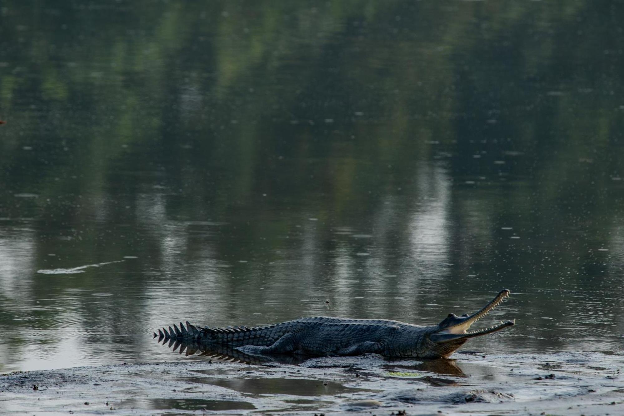 Sanctuary Chitwan National Park Читван Екстериор снимка