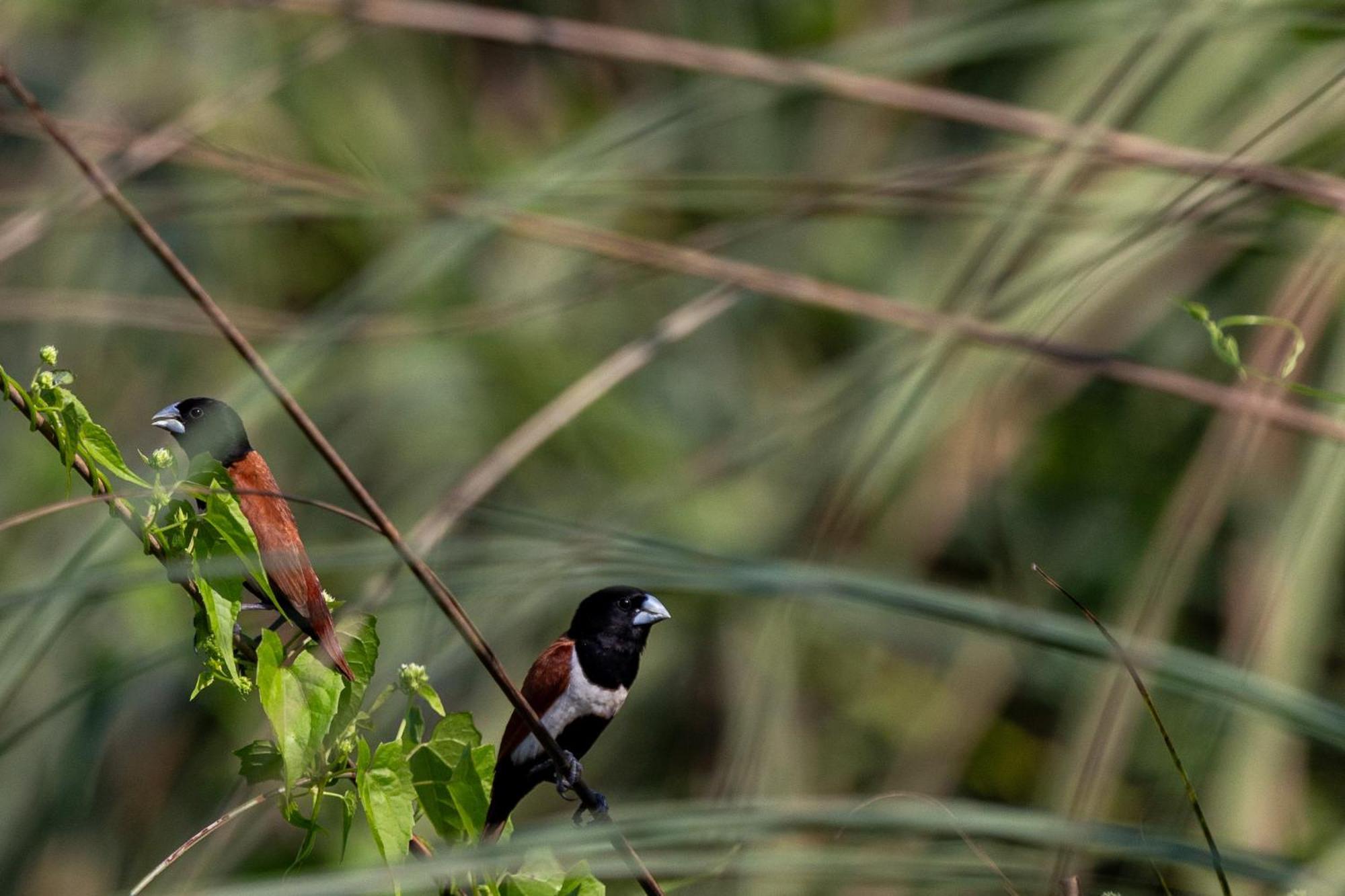 Sanctuary Chitwan National Park Читван Екстериор снимка