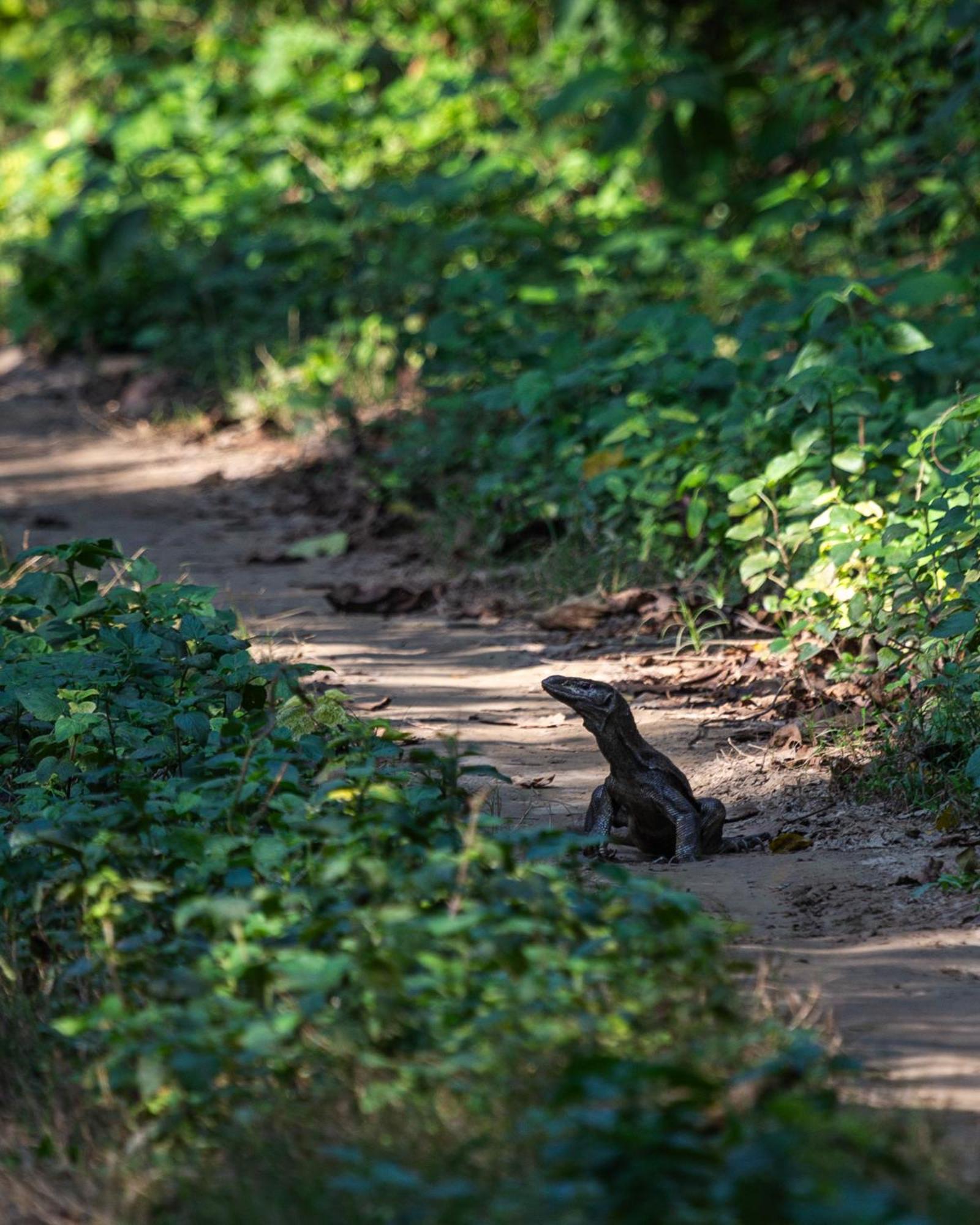 Sanctuary Chitwan National Park Читван Екстериор снимка