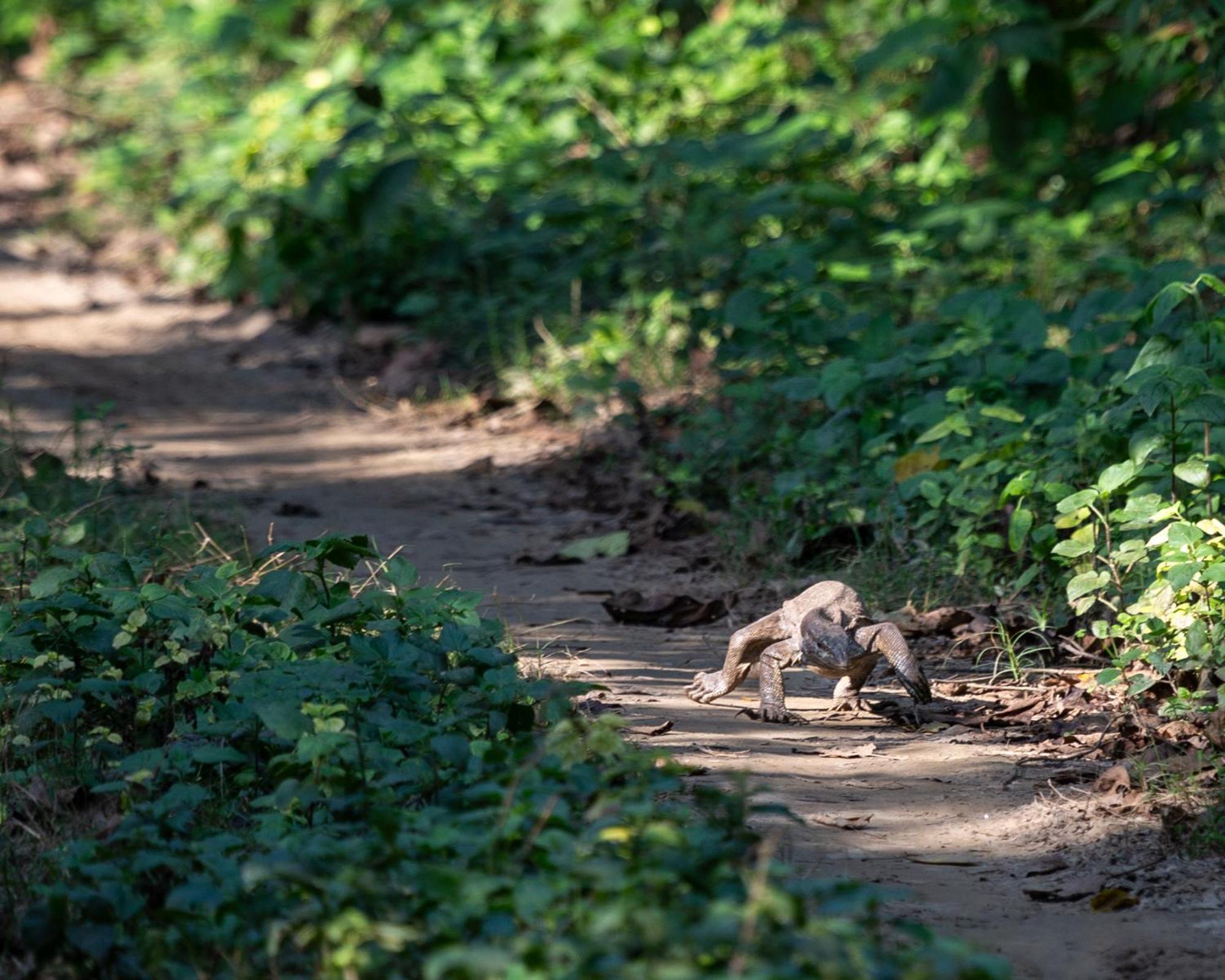 Sanctuary Chitwan National Park Читван Екстериор снимка